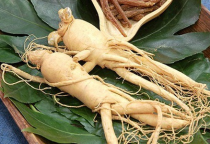 Cây sâm nam có tác dụng gì?