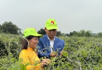 Tận thấy vườn cây tổ loài sâm 'tiến vua' núi Dành