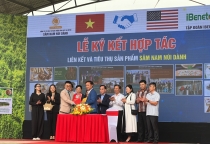 Bắc Giang: Sâm Nam núi Dành được phân phối độc quyền tại thị trường Hoa Kỳ
