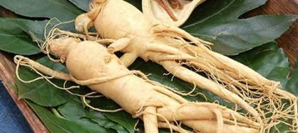 Cây sâm nam có tác dụng gì?
