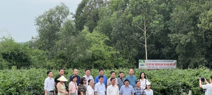 Sâm núi Dành: Báu vật của tỉnh Bắc Giang