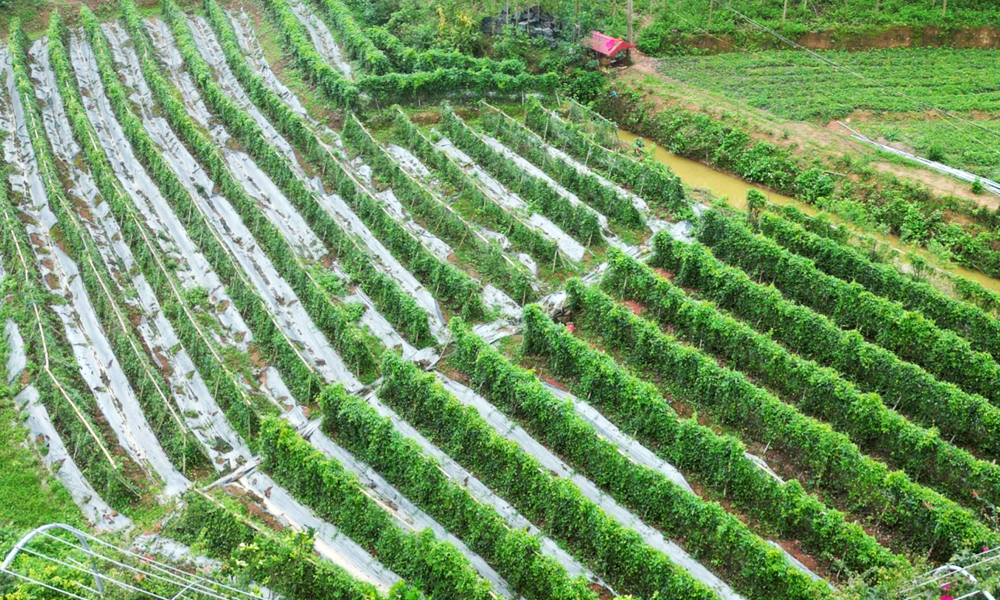 Vùng trồng sâm Nam, xã Liên Chung (Tân Yên). Ảnh: Mai Toan.